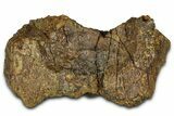 Dinosaur (Triceratops) Frill Shield/Skull Section - Wyoming #379895-1